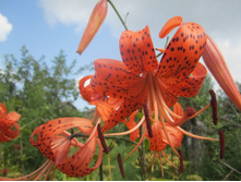 ����� 016.jpg