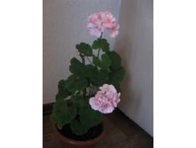 ������ �����-�������