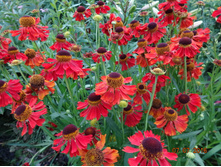 �������� ������� ����  " Moerheim Beauty", ������ 150�