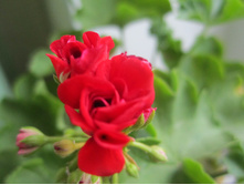 ����� 036.jpg