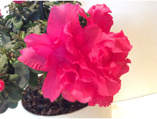 ���� �� ���������� ����������!