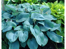 ����� ��������.140