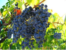 �������� �������� �������� 200���. 1-����� (������� 20��).jpeg