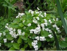 ����������� ������ 50�