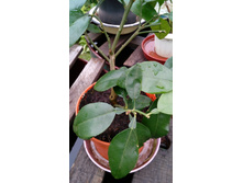 ������ 2.jpg