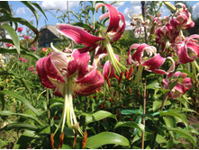 ������� ������