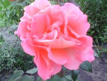 IMG 20160806 193734.jpg