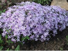 ����� ���������� Emerald Blue 80