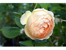 ���� �� ������.jpg