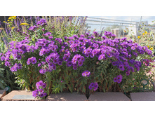����� �������������� Purple dome-150�
