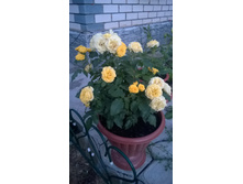 150883016-wp 20160717 022.jpg