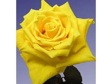 ������ ������.jpg