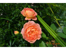 ���� �� �����