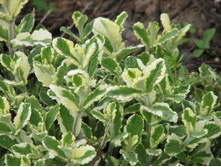 ���� ����������� 80