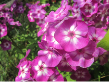 ����� 019.jpg