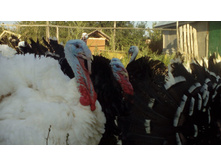 IMG 20160807 174023.jpg