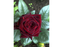 ���� �������.jpg