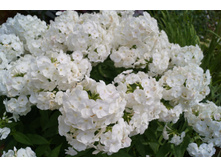 ����� ����� (200�.)