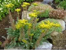 ������ ��������� blue spruce70