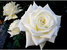 ��� ���� (�������� ������).jpg