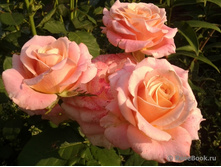 ���� �����.jpg