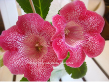 ������� � ����� ����������