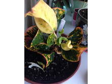 Codiaeum Chai Ya Sen