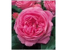 ���� �����.jpg