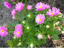 ����� ���������