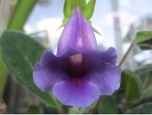 ���������� 007.jpg