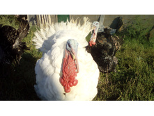 IMG 20160807 174018.jpg