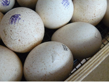 ��������� ��� - �� ������� �����