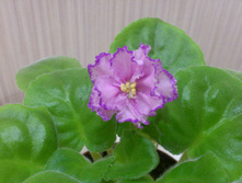 ��-��������