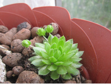 ������ 004.jpg