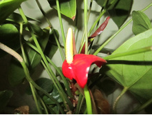 ������ 010.jpg