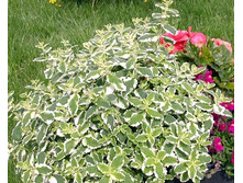 ���� �����������. 80