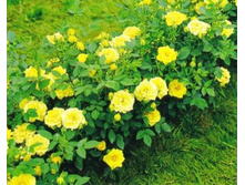 ������ �����