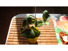 ���� Obovata var