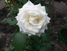 ���� �����-��������� "�������" 2015�