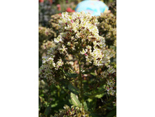 ����� ��� ������� (150�.)