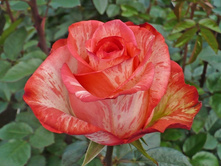 ����� ������.jpg