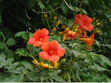 DSCF6040.JPG