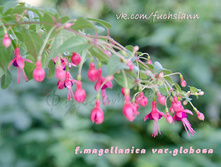 ������ magellanica globosa