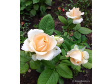 ��� �������.jpg