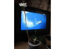 ����� 039.jpg