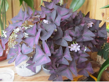 ������ 002.jpg