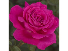 ����� ��������� (��������).jpg