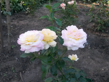 ������ ��� �.�. 2016�