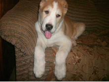 IMG 20160811 173646 0.jpg