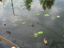 IMG 6500.JPG